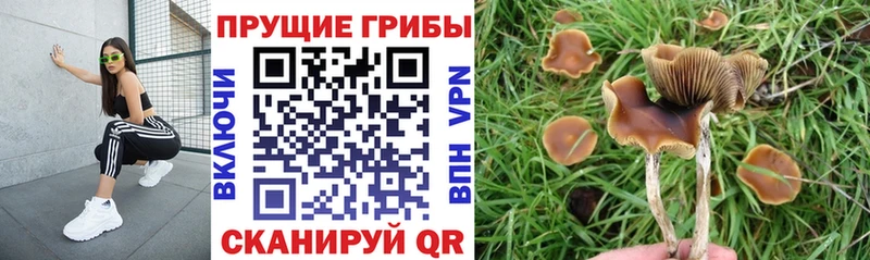 продажа наркотиков Видное Псилоцибиновые грибы ЛСД